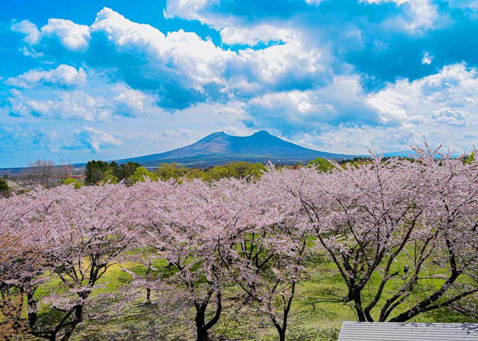 森町桜MAP