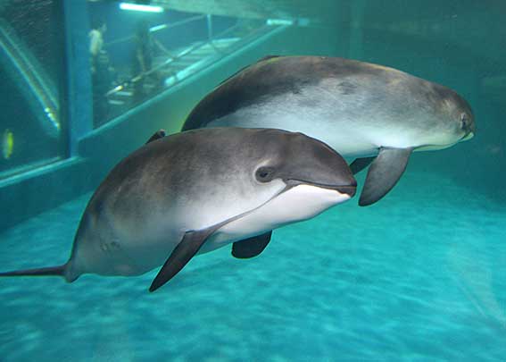 おたる水族館